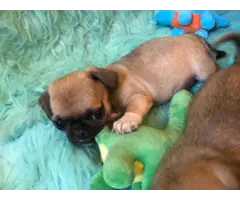 5 Chug small breed puppies for sale - 4