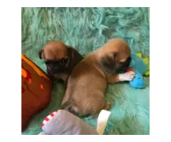 5 Chug small breed puppies for sale - 5