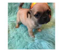 5 Chug small breed puppies for sale - 6