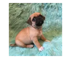 5 Chug small breed puppies for sale - 7