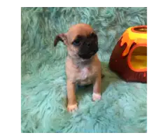 5 Chug small breed puppies for sale - 8
