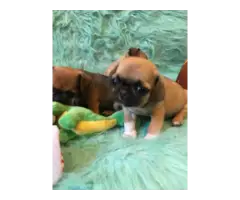 5 Chug small breed puppies for sale - 10