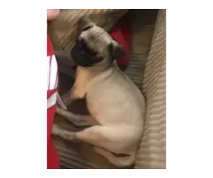 5 Chug small breed puppies for sale - 11