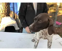 White and liver male German Short Hair Pointer puppies