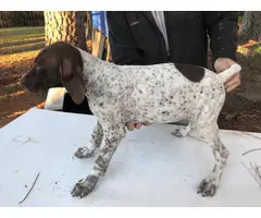 White and liver male German Short Hair Pointer puppies - 2