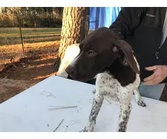 White and liver male German Short Hair Pointer puppies - 3