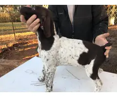 White and liver male German Short Hair Pointer puppies - 4