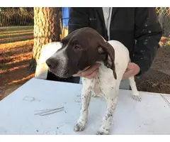 White and liver male German Short Hair Pointer puppies - 5