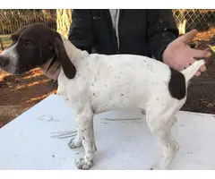 White and liver male German Short Hair Pointer puppies - 6