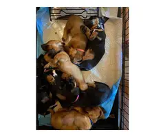 Jack Russell/Dachshund mix puppies - 7