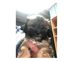 4 Cockapoo puppies for sale - 2