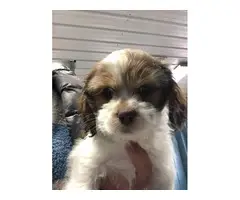4 Cockapoo puppies for sale - 4