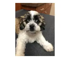 4 Cockapoo puppies for sale - 6