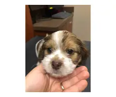 4 Cockapoo puppies for sale - 7