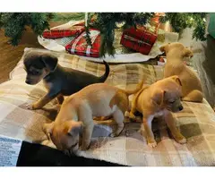 Chihuahua Puppies - 3 boys & 1 girl