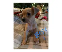 Chihuahua Puppies - 3 boys & 1 girl - 4