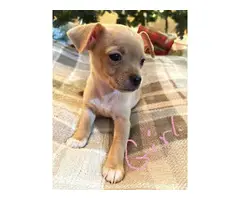 Chihuahua Puppies - 3 boys & 1 girl - 5