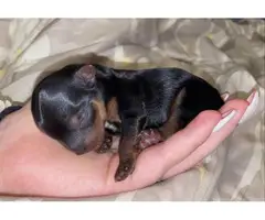 2 Yorkie puppies for Sale