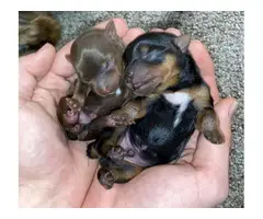 2 Yorkie puppies for Sale - 3