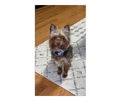 2 Yorkie puppies for Sale - 4