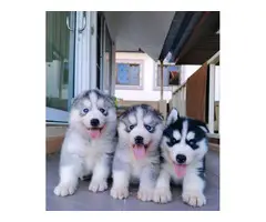 Energetic and lovely Siberian Husky puppies - 1
