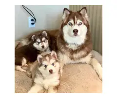 Energetic and lovely Siberian Husky puppies - 2