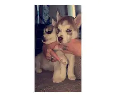 Energetic and lovely Siberian Husky puppies - 3