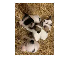 Jack Russell Puppies - 2