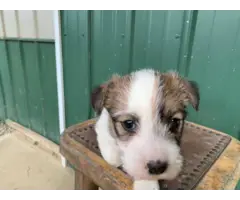 Jack Russell Puppies - 3