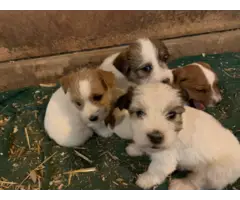 Jack Russell Puppies - 4