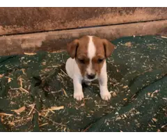 Jack Russell Puppies - 5
