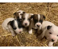 Jack Russell Puppies - 6