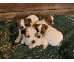Jack Russell Puppies - 7