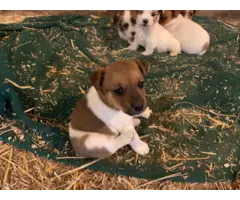 Jack Russell Puppies - 8