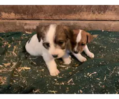 Jack Russell Puppies - 9