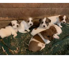 Jack Russell Puppies - 10