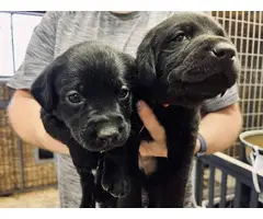 Beautiful black lab puppies
