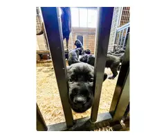 Beautiful black lab puppies - 2