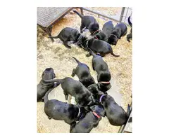 Beautiful black lab puppies - 3