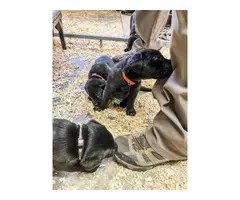Beautiful black lab puppies - 4