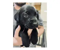 Beautiful black lab puppies - 6