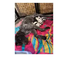 5 German Wirehaired Pointer puppies for sale