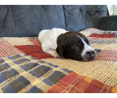 5 German Wirehaired Pointer puppies for sale - 2