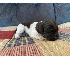 5 German Wirehaired Pointer puppies for sale - 3