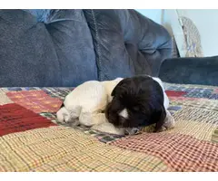 5 German Wirehaired Pointer puppies for sale - 4