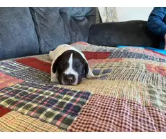 5 German Wirehaired Pointer puppies for sale - 5