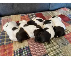 5 German Wirehaired Pointer puppies for sale - 7