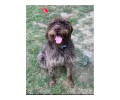 5 German Wirehaired Pointer puppies for sale - 8