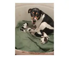 Cute Jack Russell Terrier Puppy - 4