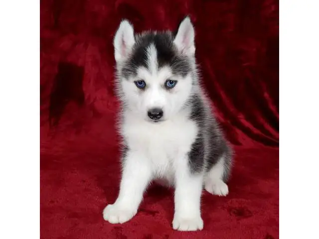 2 Pomsky Puppies Available - 1/2